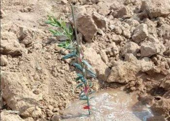 Gaveke girîn a çabdiniyê li Cizîrê ji bo bidestxistina xeweseriyê