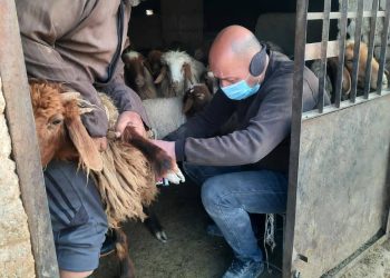 Dermanên dam bijîşkî yên bê pere ji bo piştgirîkirina lawirên li Cizîrê