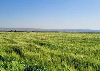 Parastina Zeviyê ji Suna: gerên vedîtina çerxevan li Cizîrê