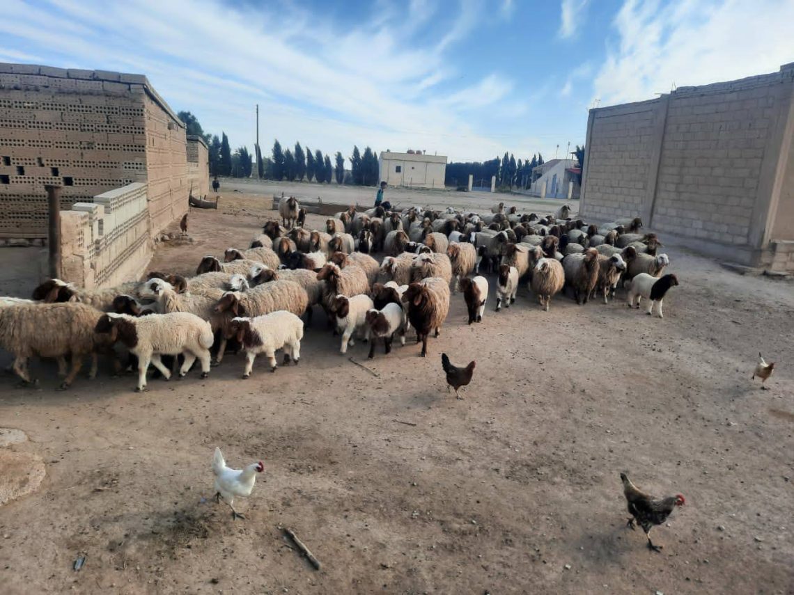 Piştgiriya aborî ya berbiçav ji bo lawirên li cizîrê