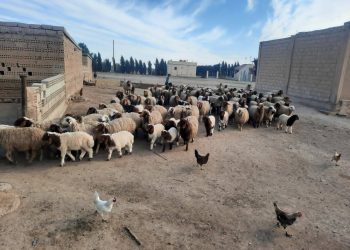 Piştgiriya aborî ya berbiçav ji bo lawirên li cizîrê