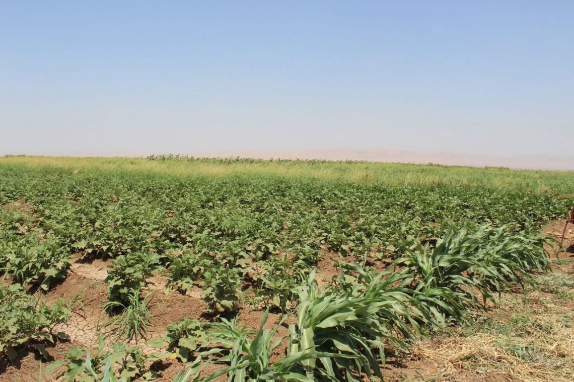 Amadekarina risteya havînê ya 2024_2025 ji bo piştgitîkirina catkaran