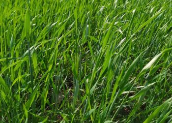 Komîteya Çandiniyê çavdarîkirina ziyanên sînorkirî yên kêzika tavê dişopîne