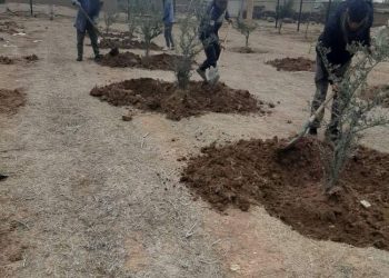 Daristankirin…pişika bajaran û pêwîstiyeke jîngehê