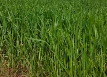 Li ser kêzika suna lêpirsînan bidin da ku tedbîrên pêşîgirtinê bigirin