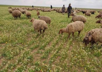 Berdewamiya piştgirî ji çandinî û sewalkariyê re ji bo dabînkirina ewlehiya xwarinê li kantona Cizîrê
