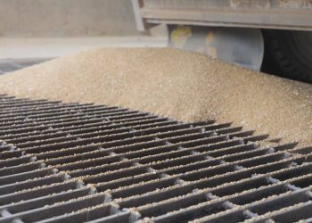 Wergirtina 2000 ton genim li Sîloyên Qamişlo