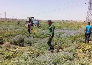 Berdewamiya kamaneya rakirina binpêkirinên avdana berhemên çandiniyê bi ava karîzan li Hesekê