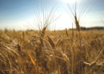 128,000 ton hatin wergirtin… Komîteya Sîlos û aş bi dawîbûna demsala wergirtina genim li Cezîrê ragihand