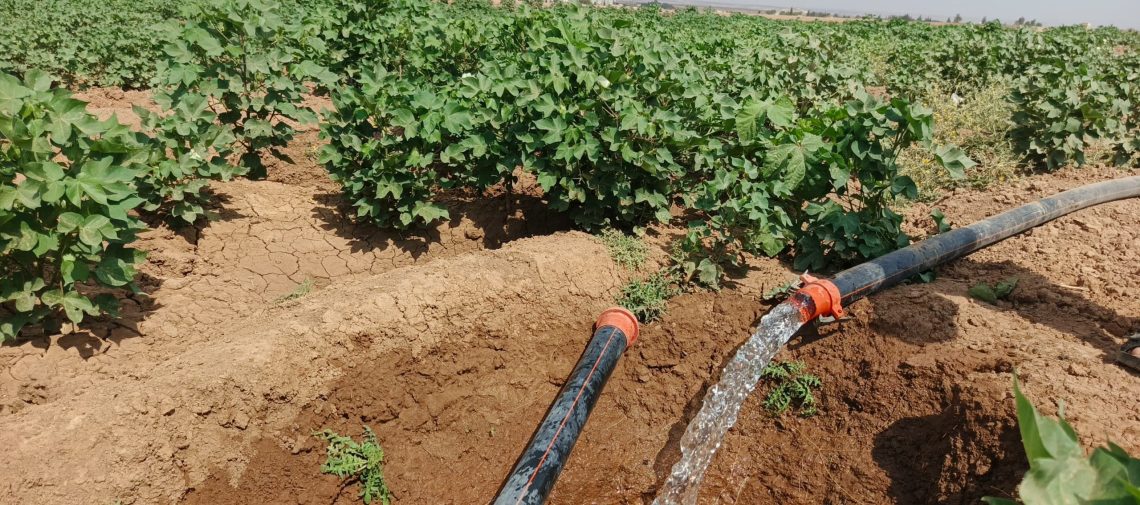 Komîteya çandiniyê li Cezîrê mazotê belav dike da ku piştgiriyê bide çandiniya pembû û sebzeyên havînê