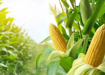 Desteya Aborî û Çandinîyê piştgirîya çandina garisê zer bi mazotê li Cezîrê dike