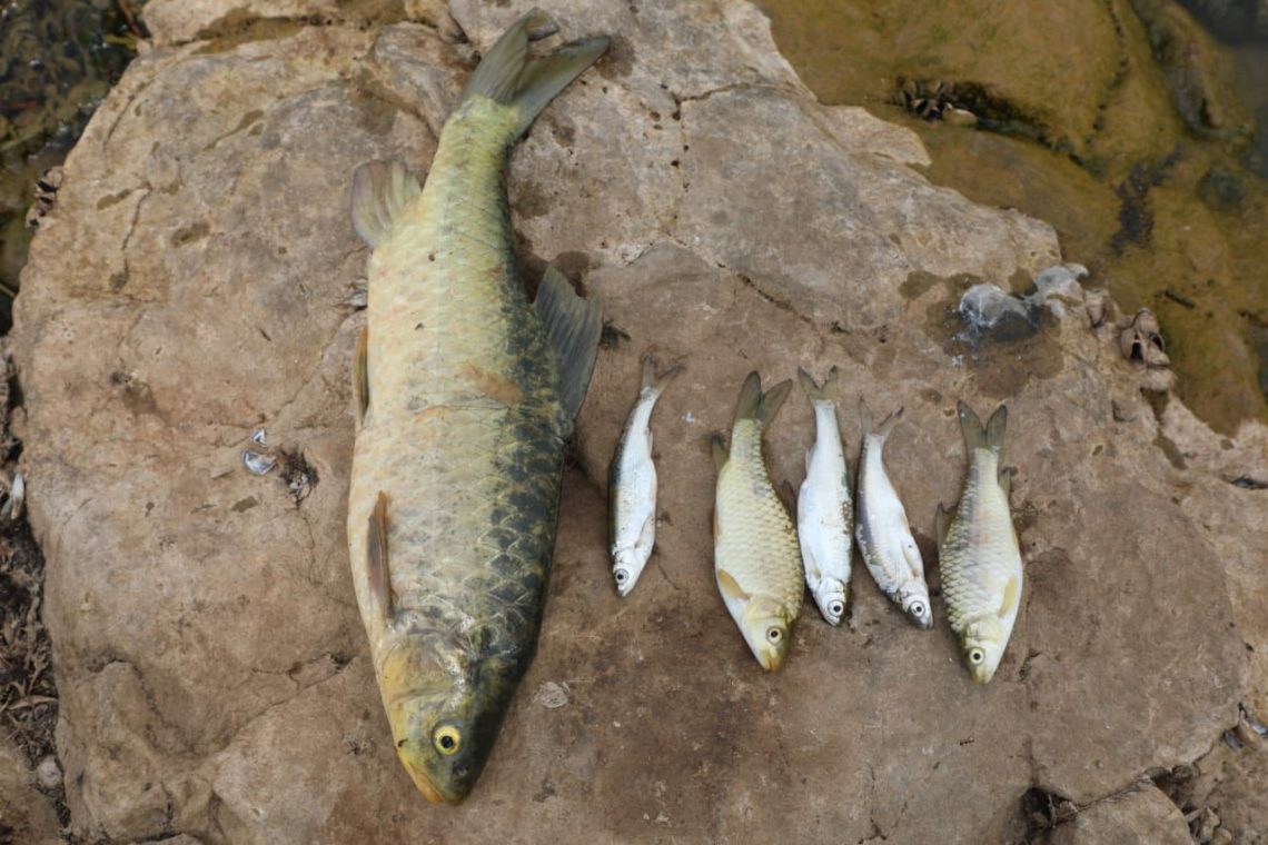 Daxuyaniyek zelalkirinê ji Komîteya Koperatîvat di derbarê gotegotên belavbûna nexweşiyeke baktîrî li Bendava Mizgeftê