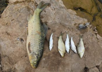 Daxuyaniyek zelalkirinê ji Komîteya Koperatîvat di derbarê gotegotên belavbûna nexweşiyeke baktîrî li Bendava Mizgeftê