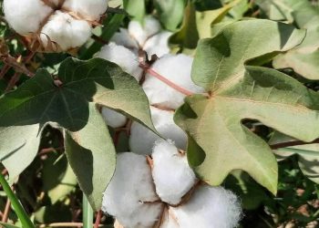 Hewldanên yekgirtî ji bo piştgiriya çandiniya pembû li Cezîrê