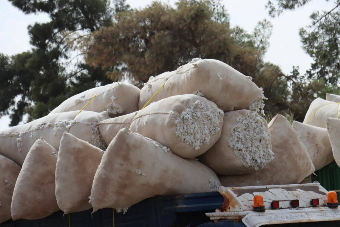 Navenda Hesekê ji destpêka werzê de 14,000 ton pembû wergirtî ye