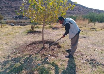 Piştgiriya projeyên darçandinê û zêdekirina rûberên kesk li Cizîrê
