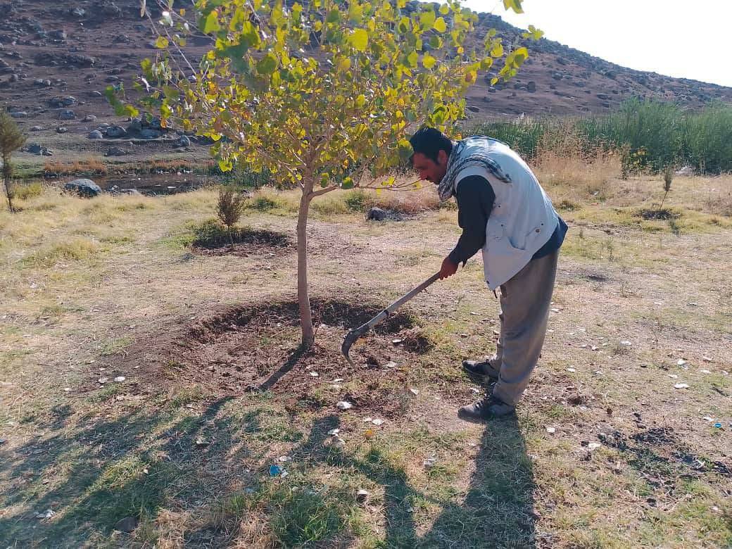 Piştgiriya projeyên darçandinê û zêdekirina rûberên kesk li Cizîrê