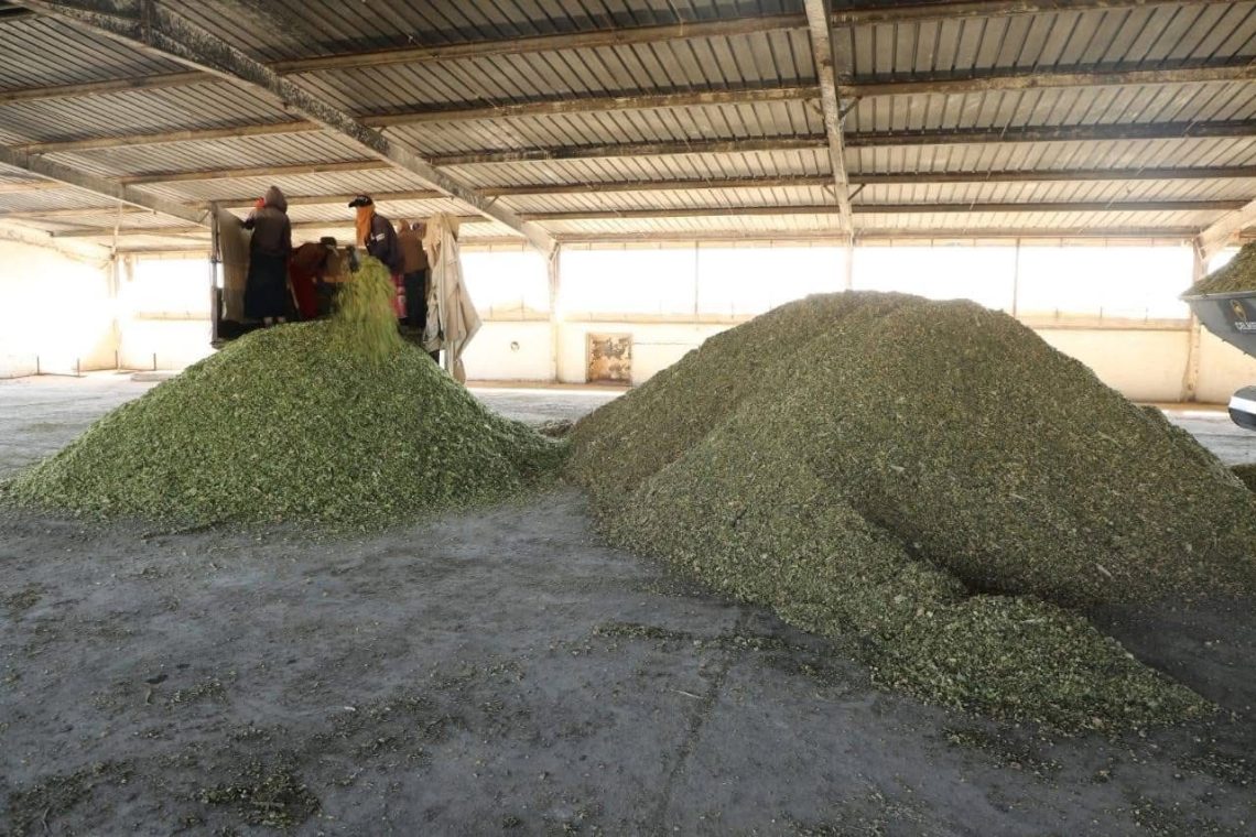 Beşa seweldariyê li Kantona Cezîrê dest bi belavkirina heybera sîlajê kir