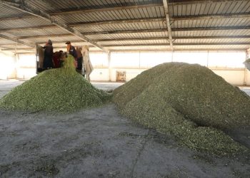 Beşa seweldariyê li Kantona Cezîrê dest bi belavkirina heybera sîlajê kir