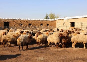 Serjimariya beşa seweldariyê li Kantona Cezîrê