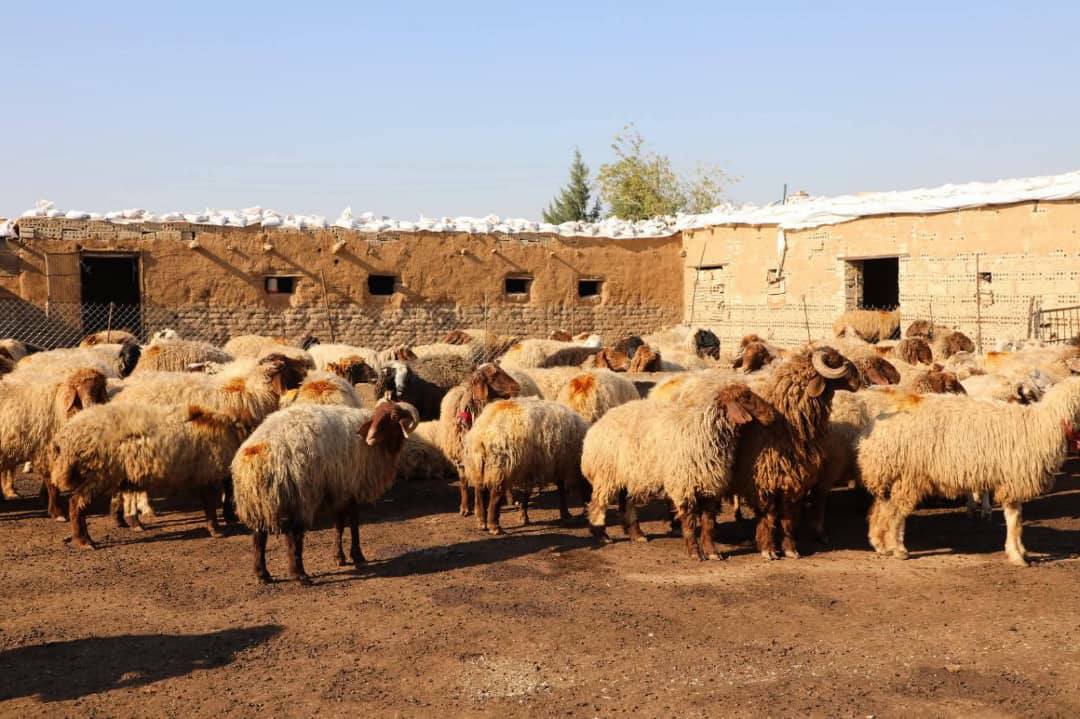 Serjimariya beşa seweldariyê li Kantona Cezîrê
