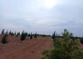 Bidawîkirina çalakiya çandina 1000 Darên Çamê li Parastgehên Mizgeft, Abirê, û Maaşouq