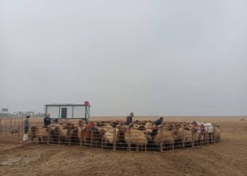 Xebatên serjimêriya seweldariyê li Cezîrê berdewam in