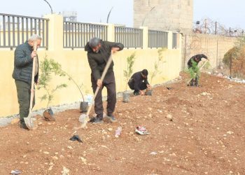 Desteya Jîngehê ya Kantona Cezîrê kampaneya darçandinê didomîne