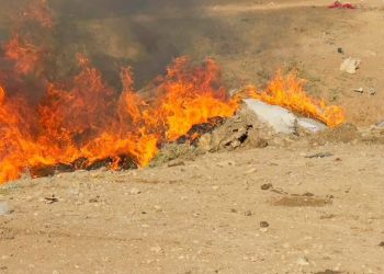 Ofîsa Tenduristiyê nexweşiya çêlkan lêkolîn dike