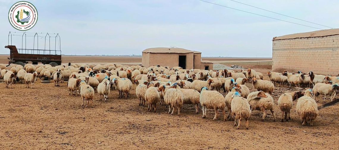 Li Kantona Cizîrê 80% ji serjimariya sewalan bi dawî bû