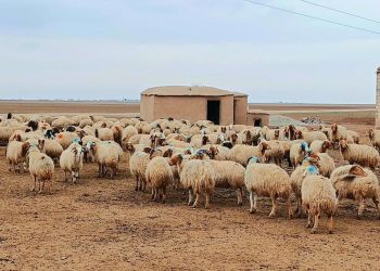Li Kantona Cizîrê 80% ji serjimariya sewalan bi dawî bû