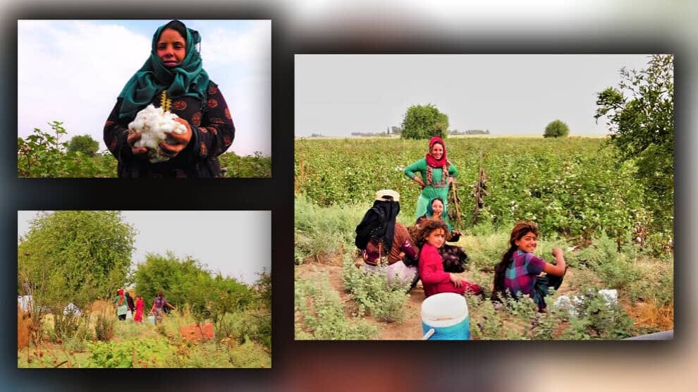 اتحاد التعاونيات تباشر بتشكيل الجمعيات الزراعية