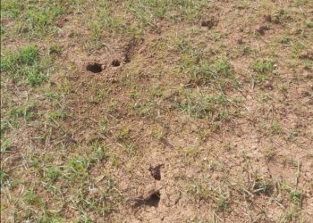 حملة لمكافحة فأر الحقل في مقاطعة الجزيرة