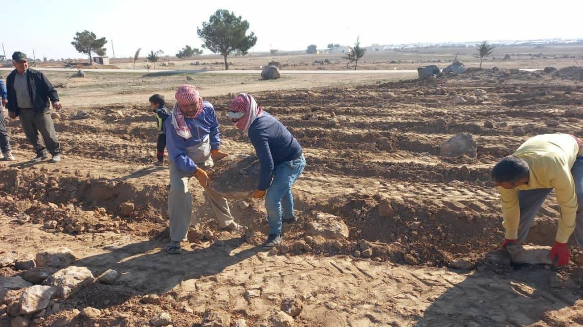 الجزيرة تطلق مشروعًا لزراعة 40 ألف شجرة زيتون لتعزيز الإنتاج المحلي