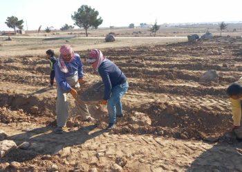 الجزيرة تطلق مشروعًا لزراعة 40 ألف شجرة زيتون لتعزيز الإنتاج المحلي