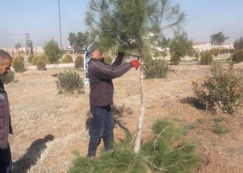 بلدية تربسبية تنهي أعمال تقليم الأشجار لتحسين المساحات الخضراء