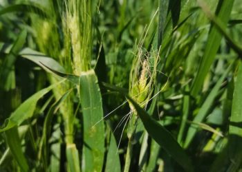 جولات ميدانية لمتابعة المحاصيل في الجزيرة