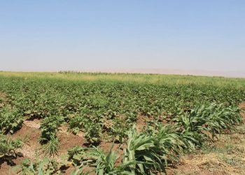 سلسلة إجراءات لدعم الفلاحين استعداداً للموسم الصيفي 2024-2025