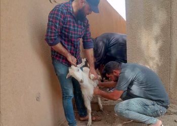 حملة لمكافحة الطفيليات الخارجية في المواشي بمدينة تل حميس