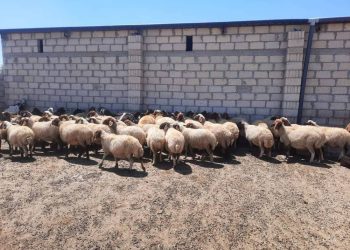 الجزيرة مستمرة في دعم قطاع الثروة الحيوانية وتعزز المشاريع الخدمية