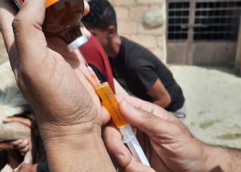 دعم بيطري مجاني لحماية الثروة الحيوانية من أمراض الصيف في الجزيرة