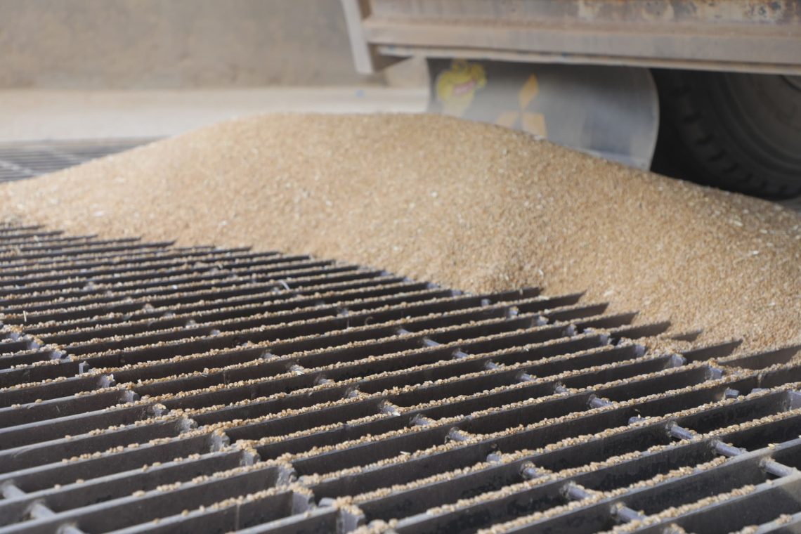 استلام 60 ألف طن قمح في صوامع الجزيرة منذ بداية الموسم