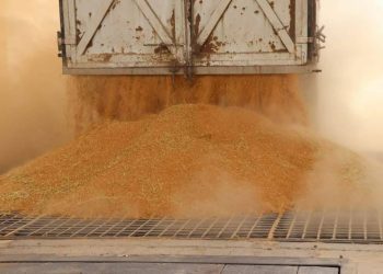 لجنة الصوامع والمطاحن في ديرك تستلم 10 آلاف طن قمح