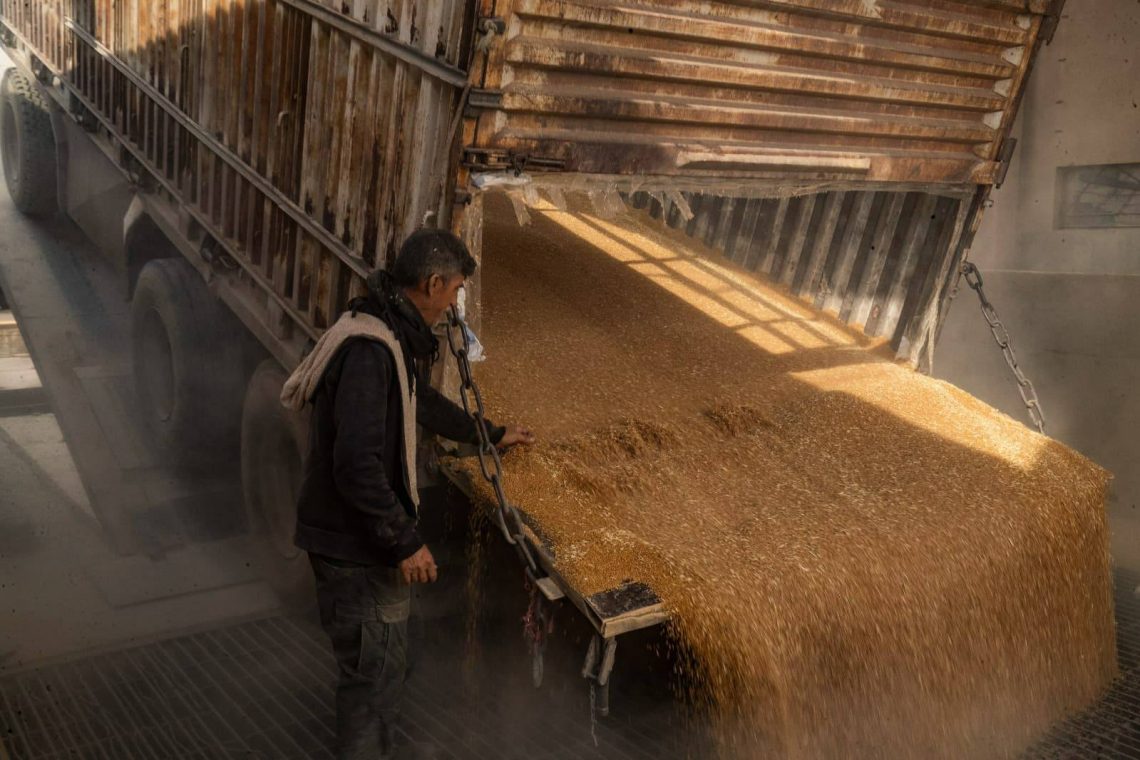 ارتفاع وتيرة استلام القمح في الجزيرة: 115 ألف طن منذ بدء الموسم