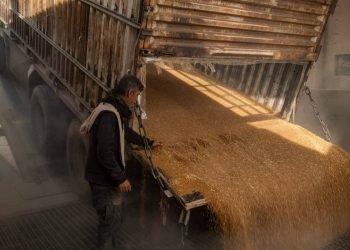 ارتفاع وتيرة استلام القمح في الجزيرة: 115 ألف طن منذ بدء الموسم