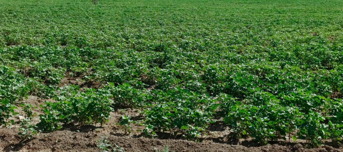 حملة زراعية واسعة في مقاطعة الجزيرة لحماية المحاصيل الصيفية