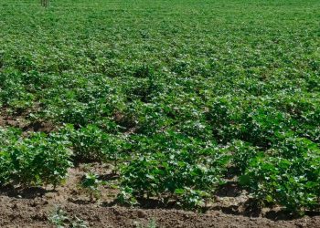 حملة زراعية واسعة في مقاطعة الجزيرة لحماية المحاصيل الصيفية