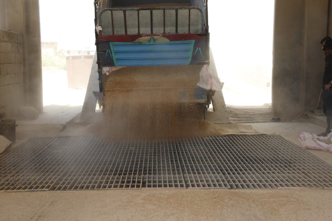 125 ألف طن من القمح تصل إلى صوامع مقاطعة الجزيرة منذ بدء موسم الحصاد