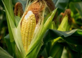 مجلس الاقتصاد والزراعة بالجزيرة يعلن عن توفر بذار الذرة الصفراء للمزارعين