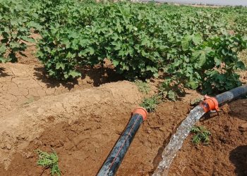 لجنة الزراعة في الجزيرة توزع دفعتين من المازوت لدعم زراعة القطن والخضار الصيفية